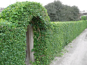 privacy fences hedge